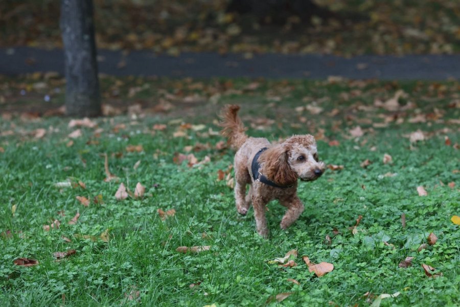 Oyuncu ve Sakin: Safkan Toy Poodle Yavrumuz 3