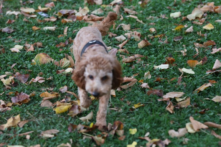 Oyuncu ve Sakin: Safkan Toy Poodle Yavrumuz 2