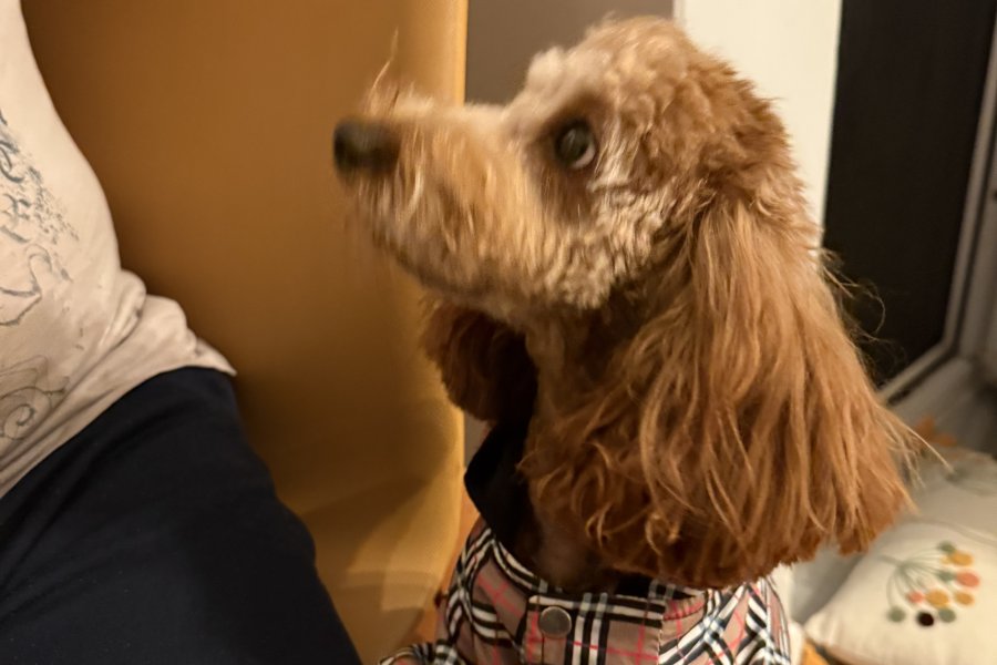 Oyuncu ve Sakin: Safkan Toy Poodle Yavrumuz 4