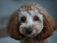 Oyuncu ve Sakin: Safkan Toy Poodle Yavrumuz