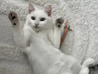Casper