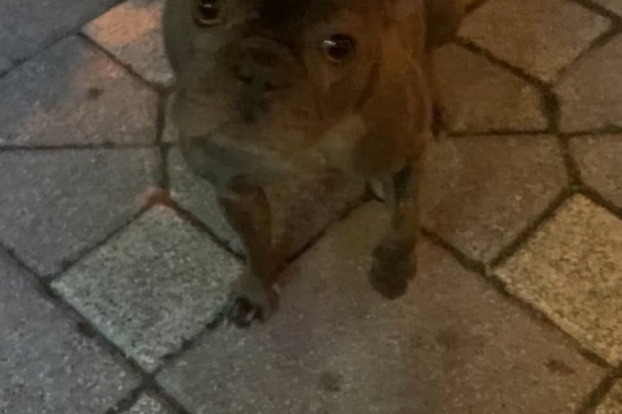 French Buldog Erkek 1 Yaşında 2