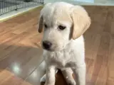 2 Aylık Dişi Golden