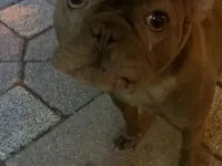French Buldog Erkek 1 Yaşında