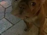 French Buldog Erkek 1 Yaşında