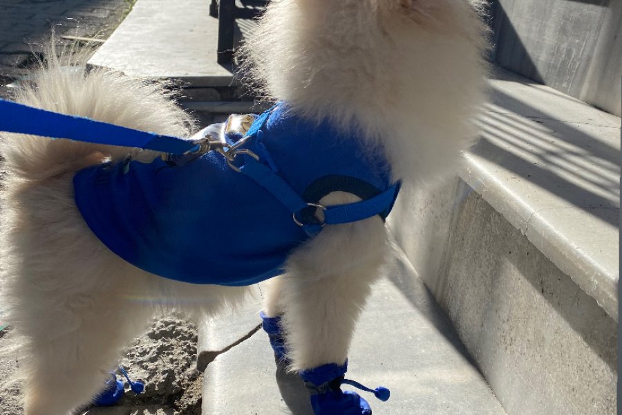 ACİLLLL Pomeranian Yavrumuza Sevgi Dolu Bir Yuva Arıyoruz 1