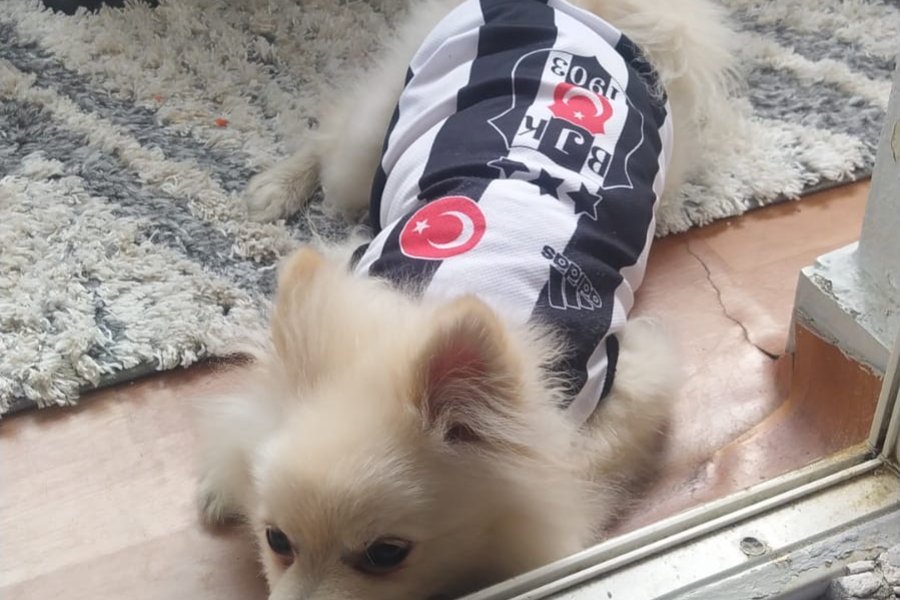 ACİLLLL Pomeranian Yavrumuza Sevgi Dolu Bir Yuva Arıyoruz 2
