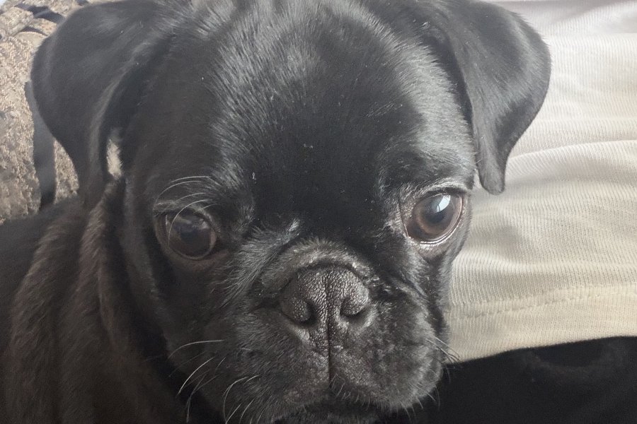 Sevimli Safkan Pug Yavrumuz Yeni Yuvasını Arıyor 3