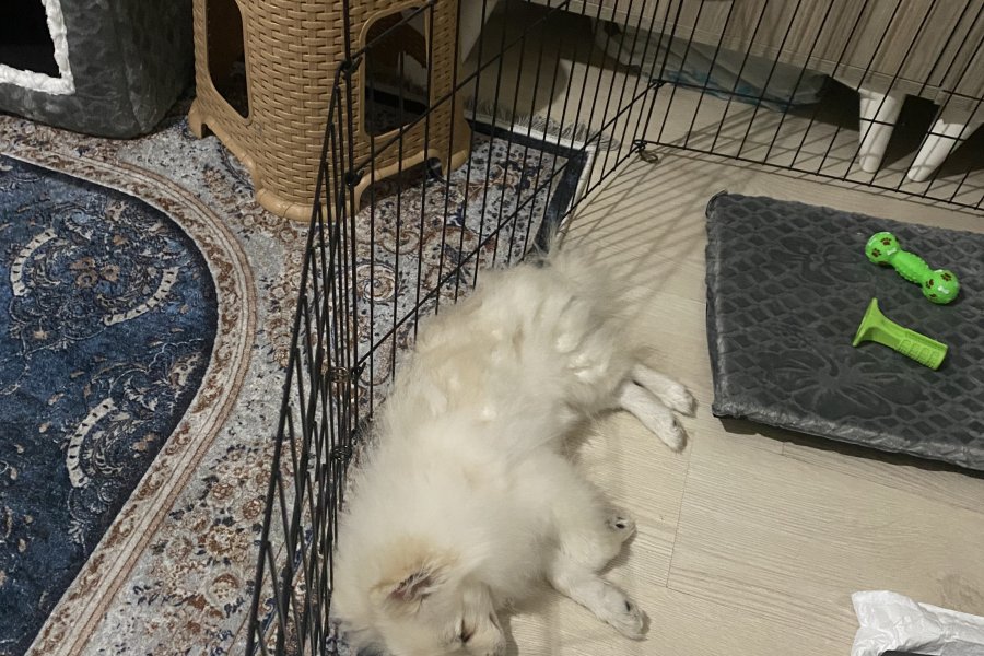 ACİLLLL Pomeranian Yavrumuza Sevgi Dolu Bir Yuva Arıyoruz 3