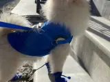 ACİLLLL Pomeranian Yavrumuza Sevgi Dolu Bir Yuva Arıyoruz