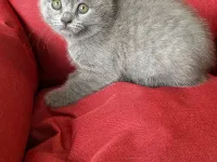 Scottish Fold Yavrumuz: Sakin ve Oyuncu Dost