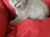 Scottish Fold Yavrumuz: Sakin ve Oyuncu Dost
