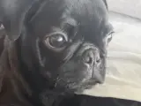 Sevimli Safkan Pug Yavrumuz Yeni Yuvasını Arıyor