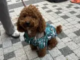 Toy poddle