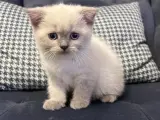 Ayıcık Suratlı Efsane Prenses