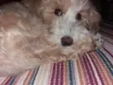 Maltipoo