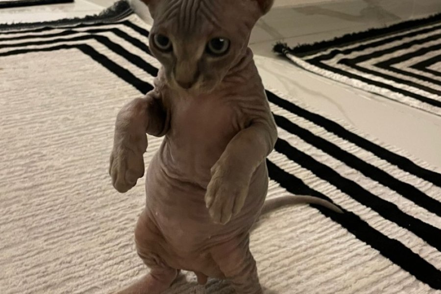 Sfenks kedi 1