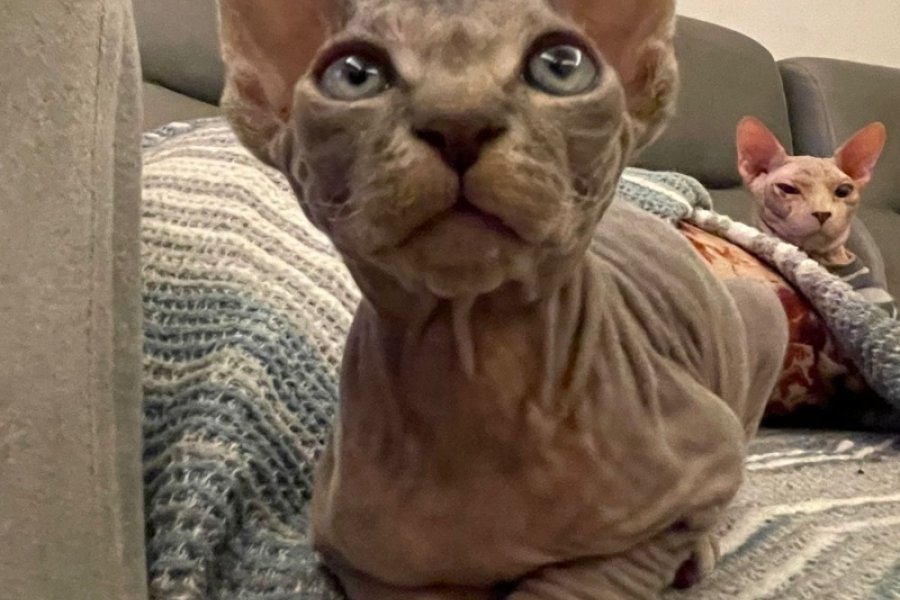 Sfenks kedi 2