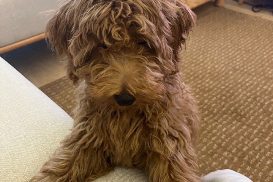 Maltipoo cinsi sevimli yavru 2