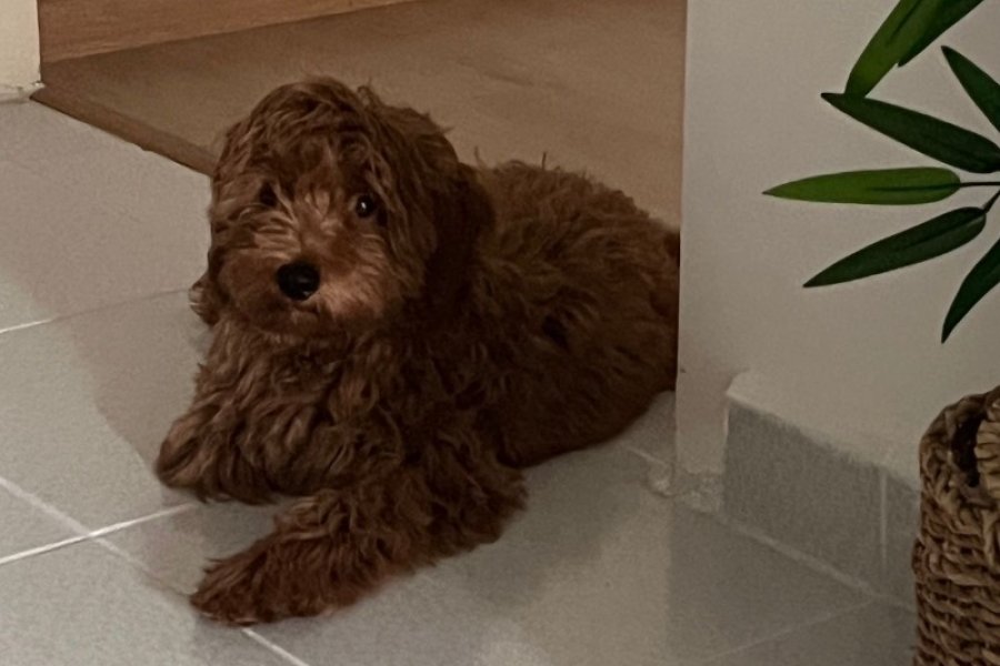 Maltipoo cinsi sevimli yavru 1