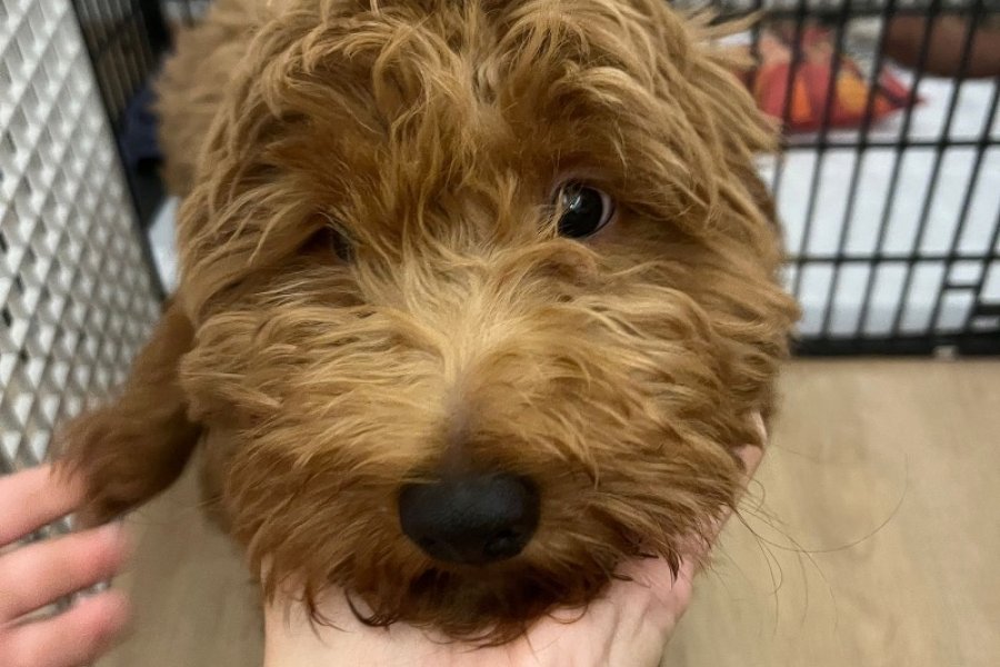 Maltipoo cinsi sevimli yavru 3