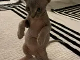 Sfenks kedi