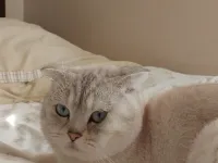 Ücretsiz cins kedi