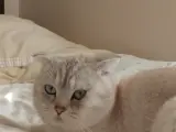 Ücretsiz cins kedi