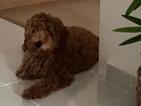 Maltipoo cinsi sevimli yavru