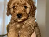 Toy poodle