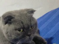 Scottish Fold Kedi