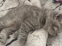 ÇOK TATLI SON KALAN YAVRU