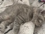 ÇOK TATLI SON KALAN YAVRU