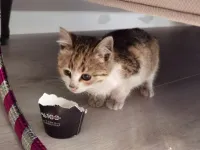 Akilli cocuk dostu oyuncu tekir