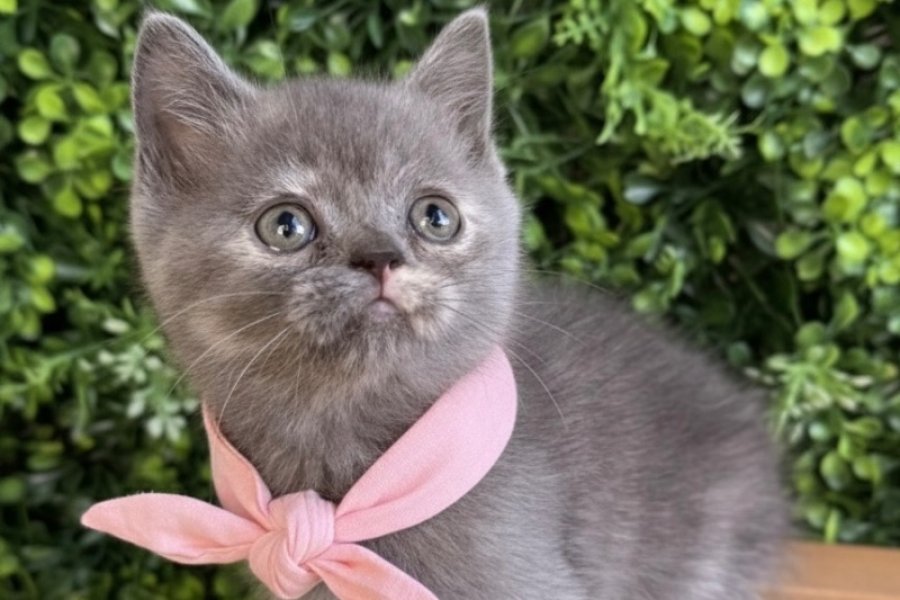 GÜZELLER GÜZELİ DİŞİ BEBEK 3