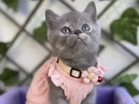 GÜZELLER GÜZELİ DİŞİ BEBEK