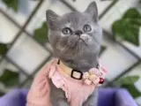 GÜZELLER GÜZELİ DİŞİ BEBEK