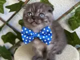 UYGUNA SCOTİSH FOLD ERKEK BEBEK