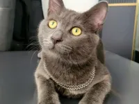 Kedi Sahiplendirme Ücretsiz