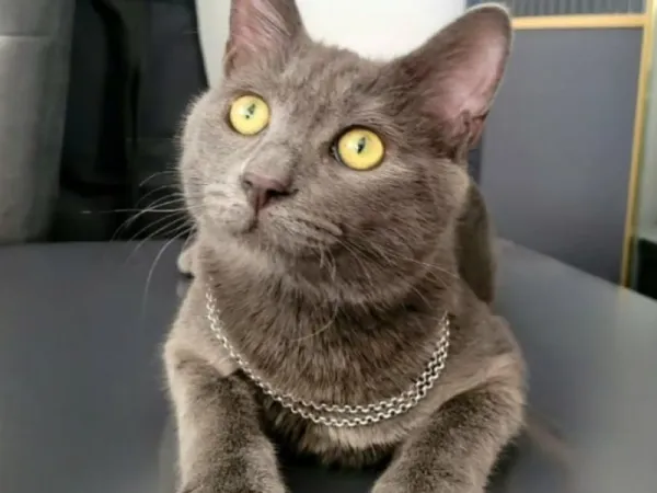 Kedi Sahiplendirme Ücretsiz