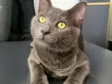 Kedi Sahiplendirme Ücretsiz