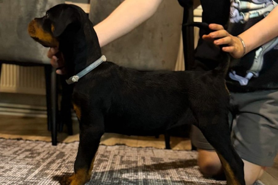 Rottweiler yavru 2