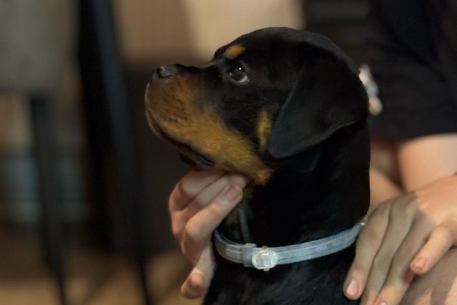 Rottweiler yavru 1