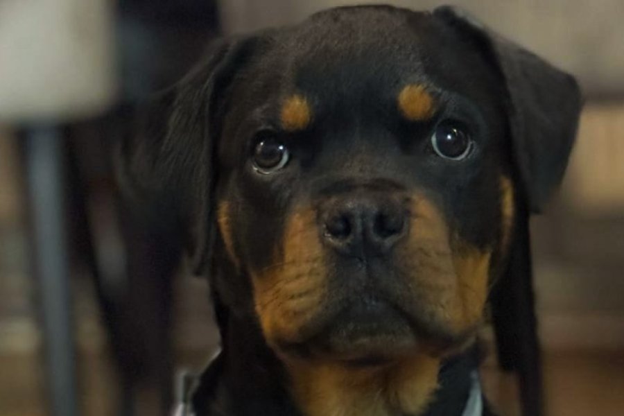 Rottweiler yavru 3