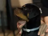 Rottweiler yavru