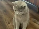 British Shorthair Ücretsiz sahiplendirme