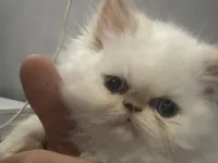 Safkan İran Kedisi Yavrumuz Sizi Bekliyor