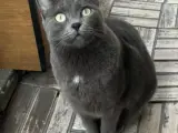 Acil Mavi rus kedi yeni ailesini arıyor.