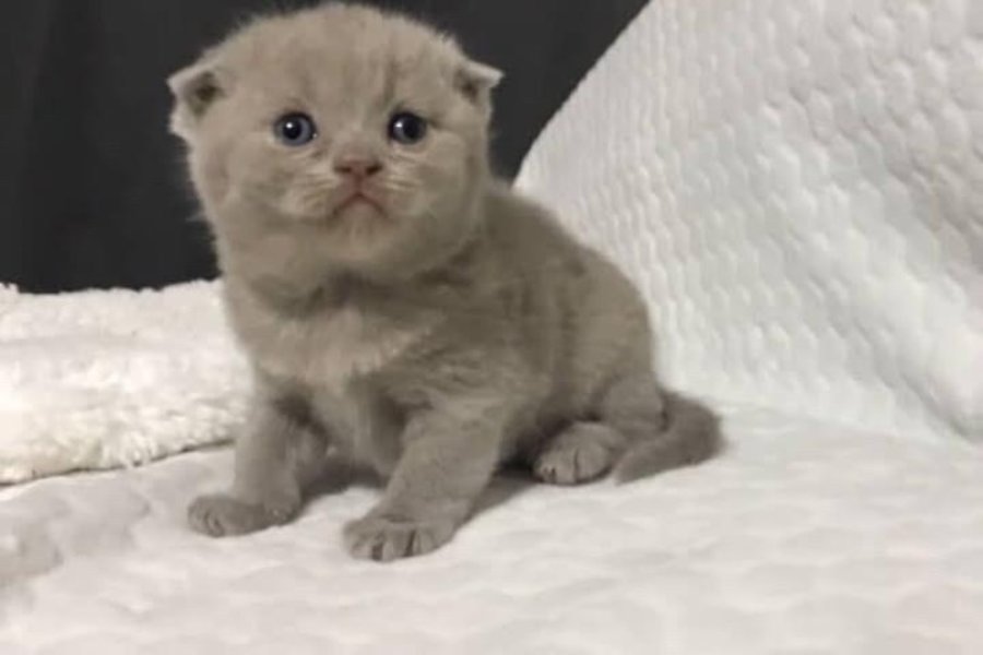 Scottish fold cinsi yavru kedi satıyorum 7000-10000tl 4