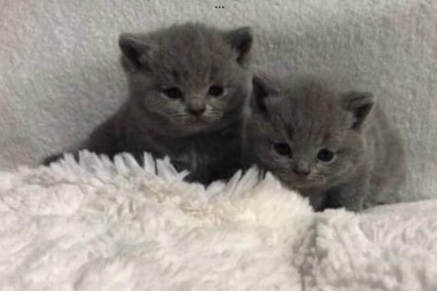 Scottish fold cinsi yavru kedi satıyorum 7000-10000tl 2
